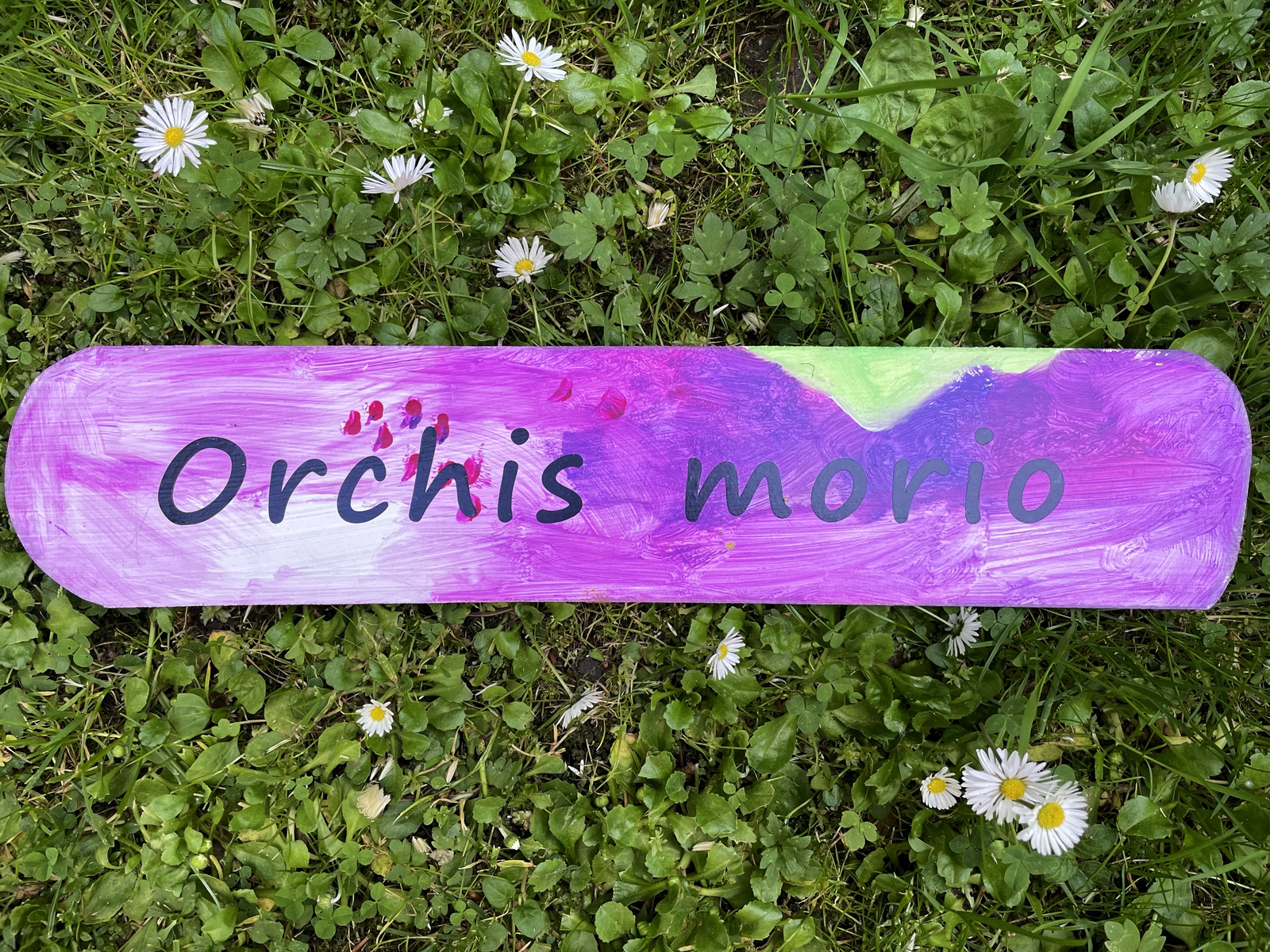 Einzelne Tafel, Orchis morio - kleines Knabenkraut